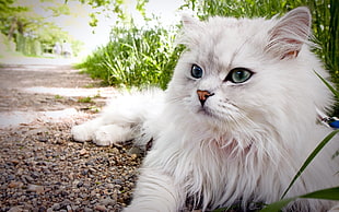 white long-coated Persian Cat